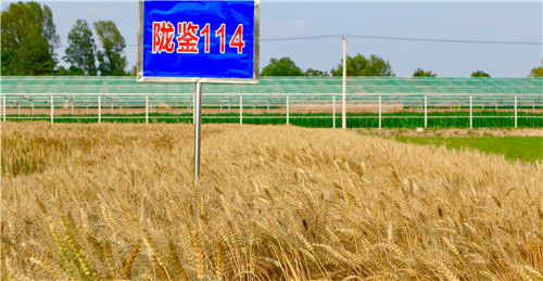 隴鑒114